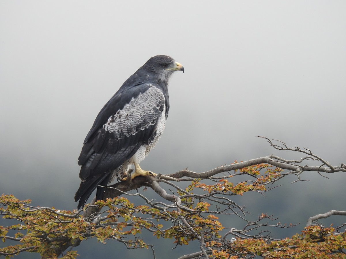 Black-chested Buzzard-Eagle - Ana Paula Alminhana Maciel