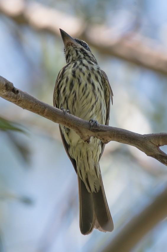 Streaked Flycatcher - ML215334991