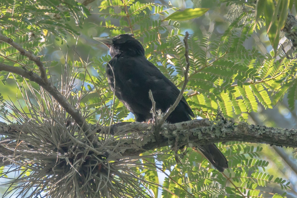 Solitary Black Cacique - ML215335041