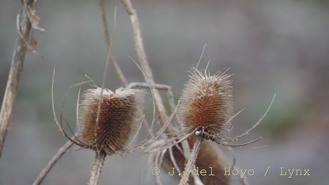 Marsh Tit - ML215335211