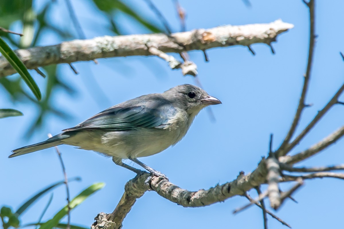 Sayaca Tanager - ML215335261