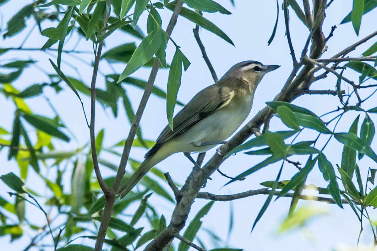 Vireo Chiví - ML215335391