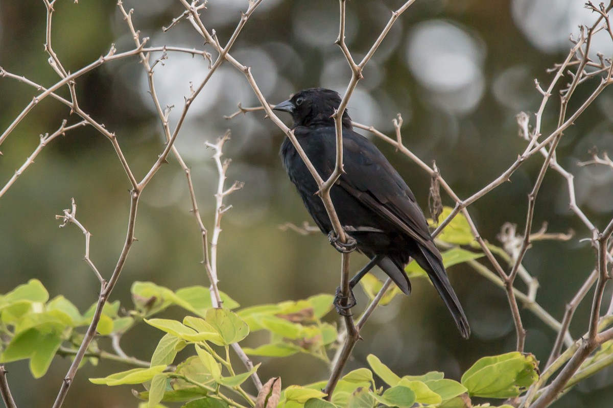 Chopi Blackbird - ML215335451