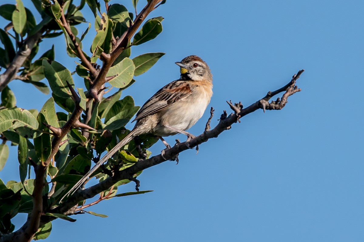 Chotoy Spinetail - Victor Hugo Michelini