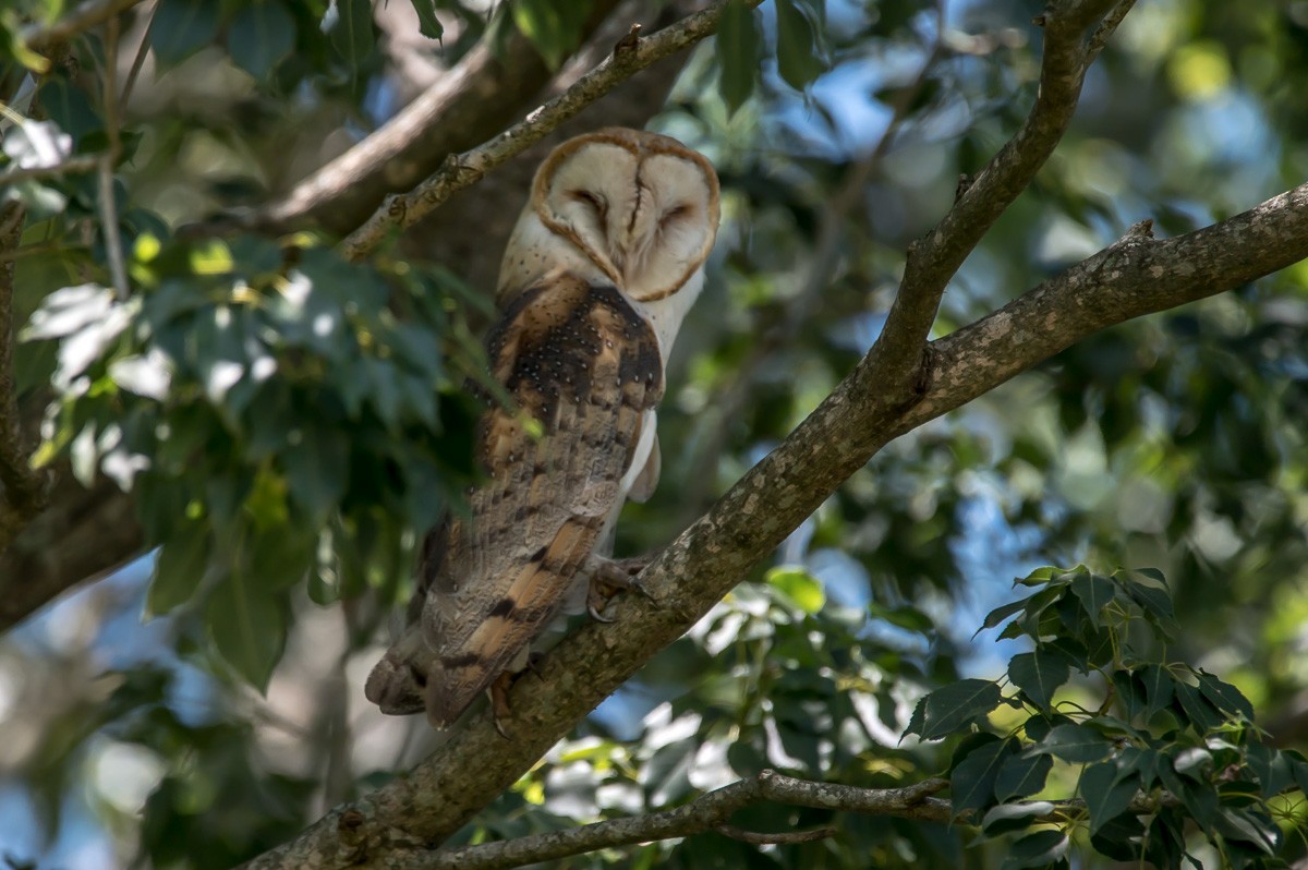 Barn Owl - ML215335631