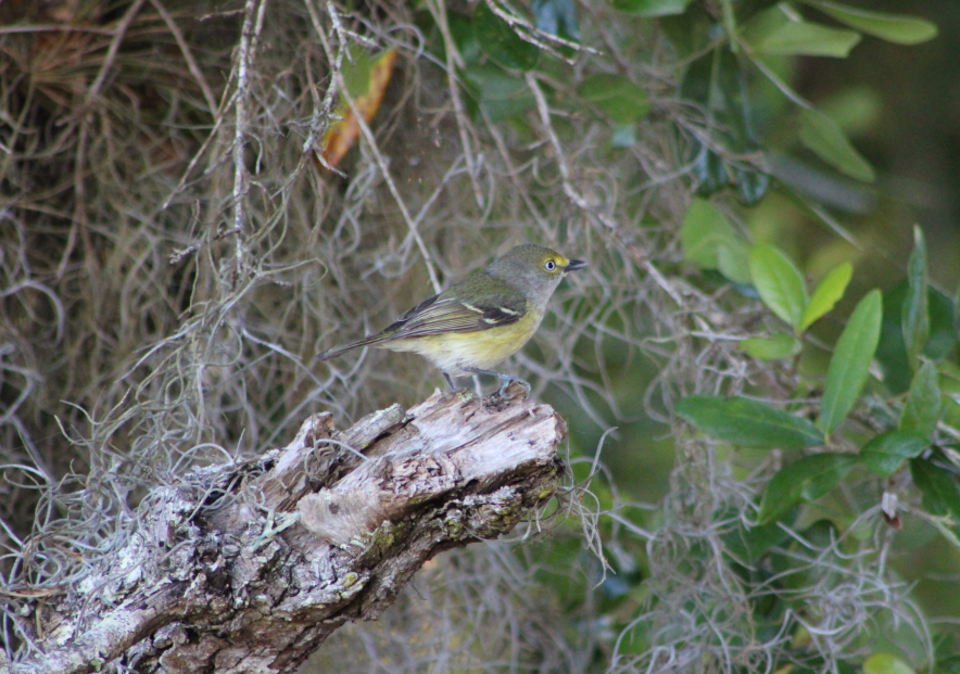 Ak Gözlü Vireo - ML215335691