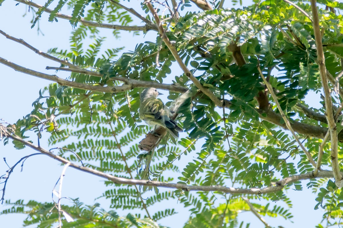 Chestnut-vented Conebill - ML215335811