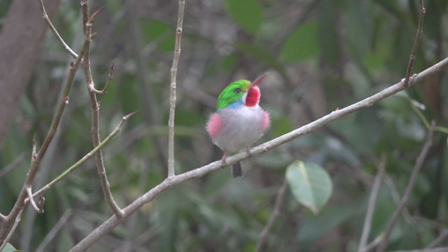 Cuban Tody - ML215335901