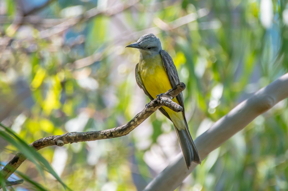 Tropical Kingbird - ML215335911