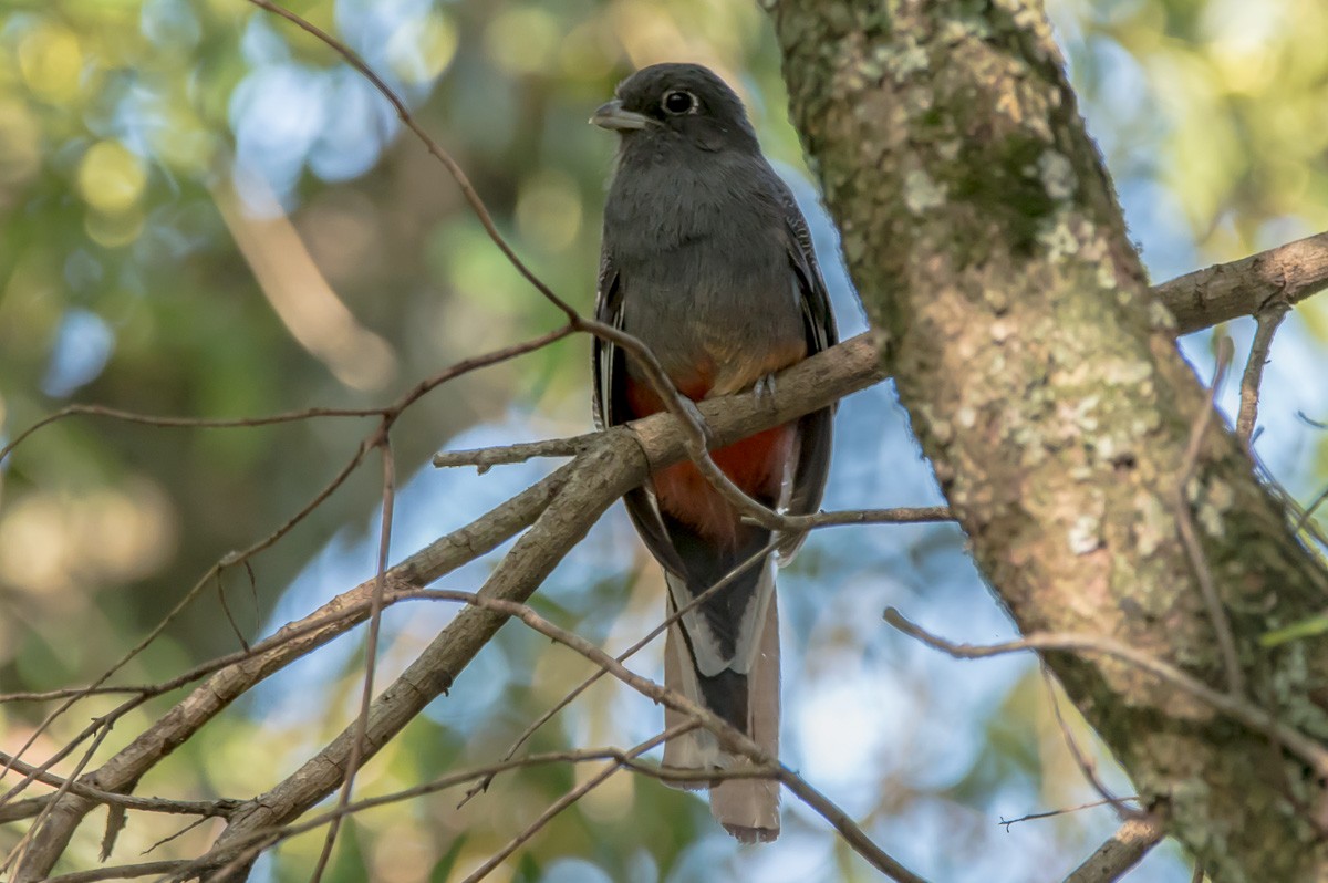 trogon surucua - ML215335941