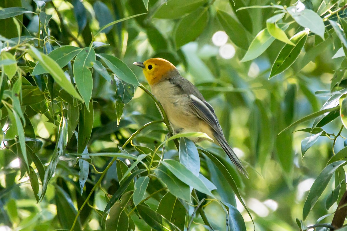 Orange-headed Tanager - Victor Hugo Michelini