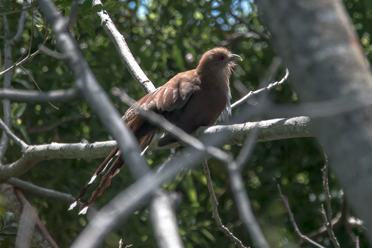 Squirrel Cuckoo - ML215336071