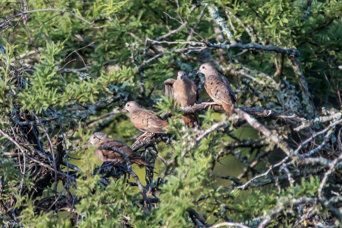 Ruddy Ground Dove - ML215336091