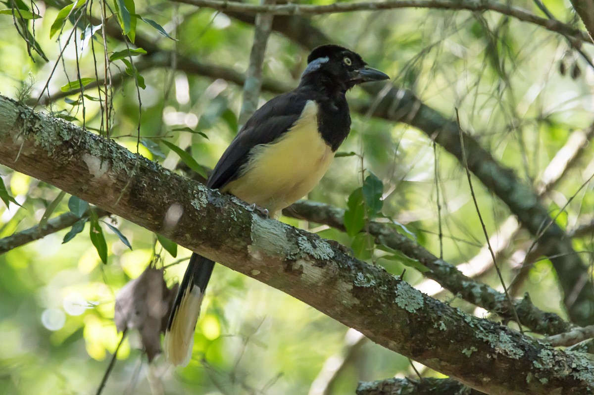 Plush-crested Jay - ML215336161