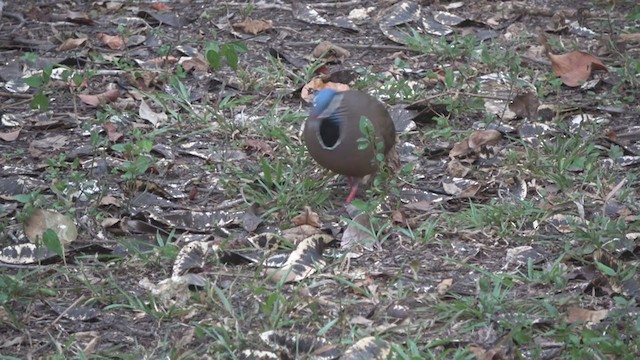 Blue-headed Quail-Dove - ML215339451