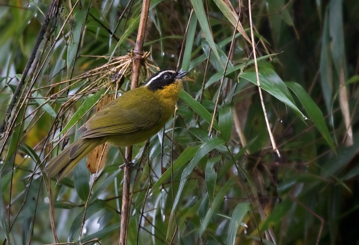 Black-capped Hemispingus - ML215339641