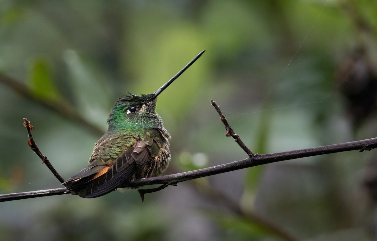 Violet-throated Starfrontlet - Lars Petersson | My World of Bird Photography
