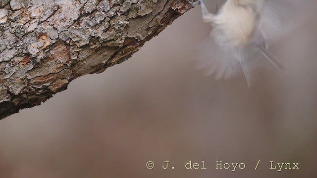 Marsh Tit - ML215340341