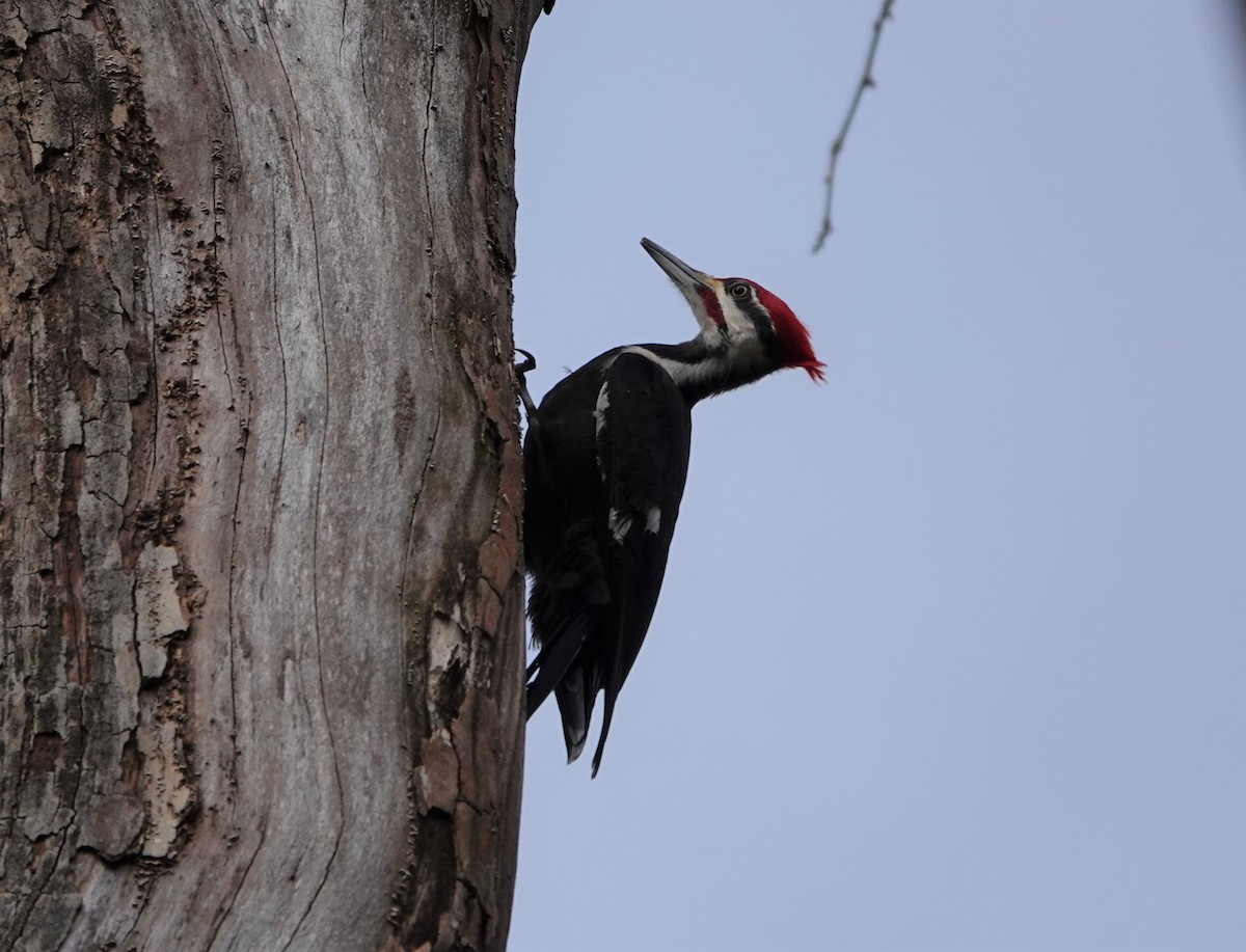 Pileated Woodpecker - ML215340831