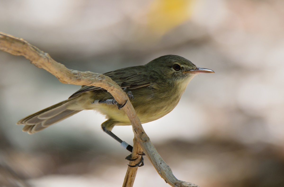 Seychelles Warbler - ML215341161