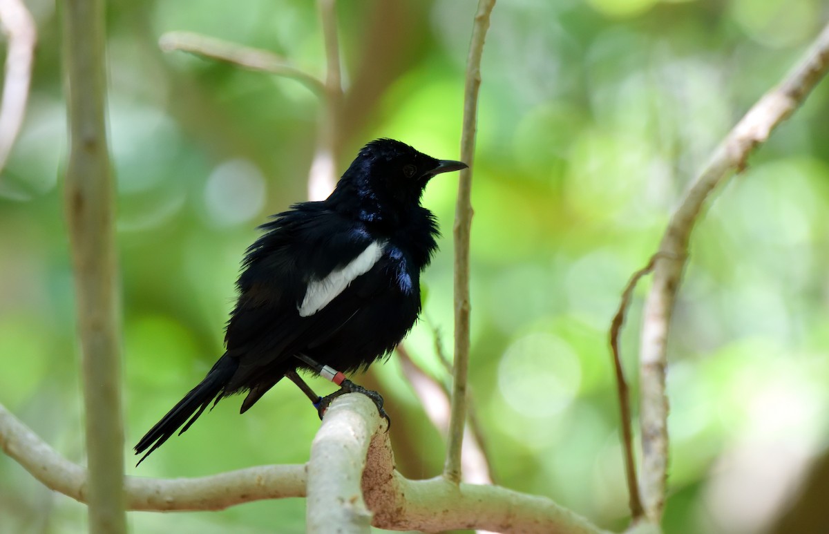 Seychelles Magpie-Robin - ML215341311