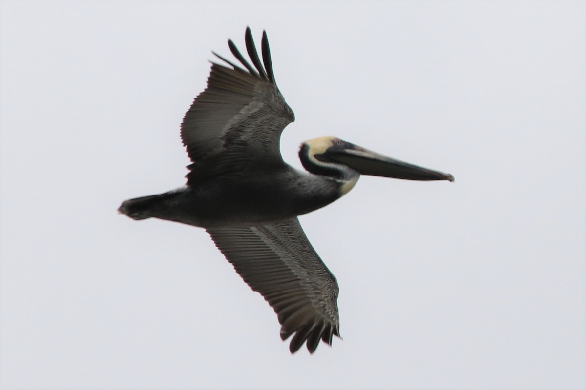 Brown Pelican - ML215341481