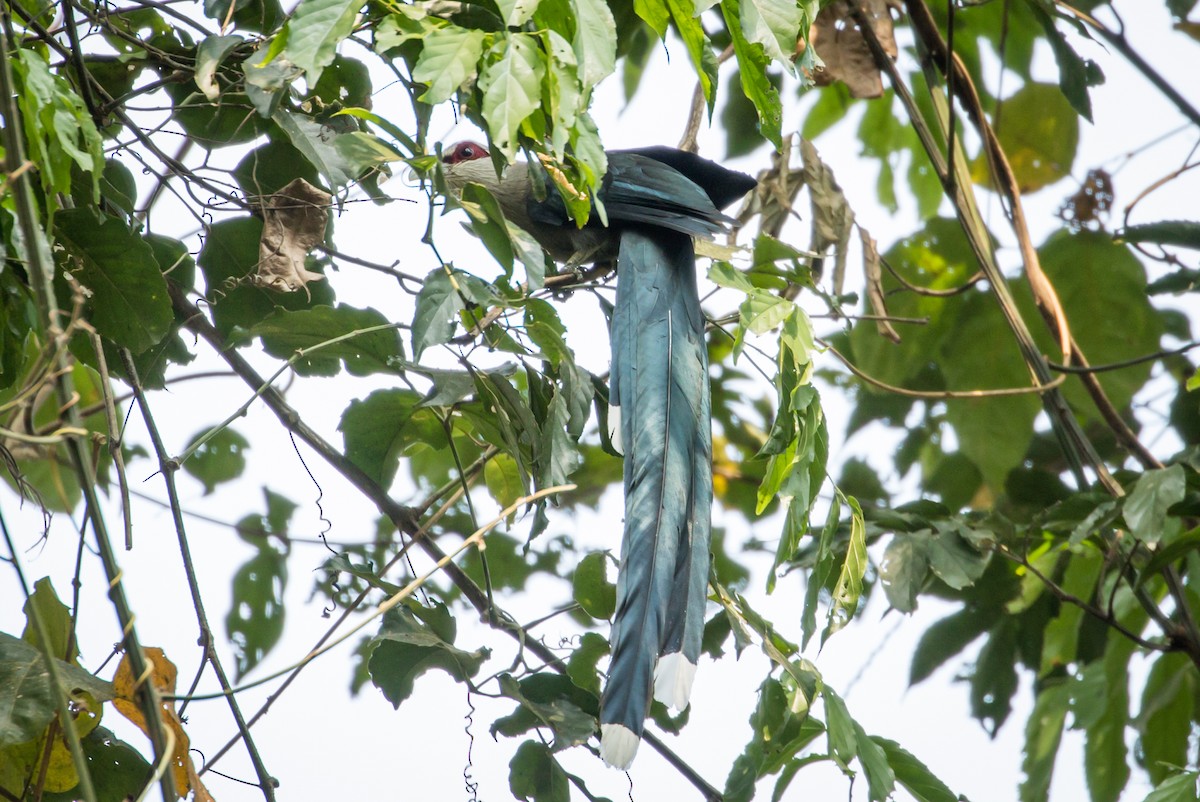 Green-billed Malkoha - ML215343611