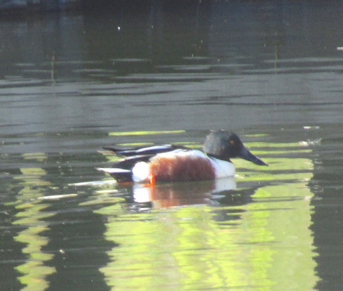 Northern Shoveler - ML215343801