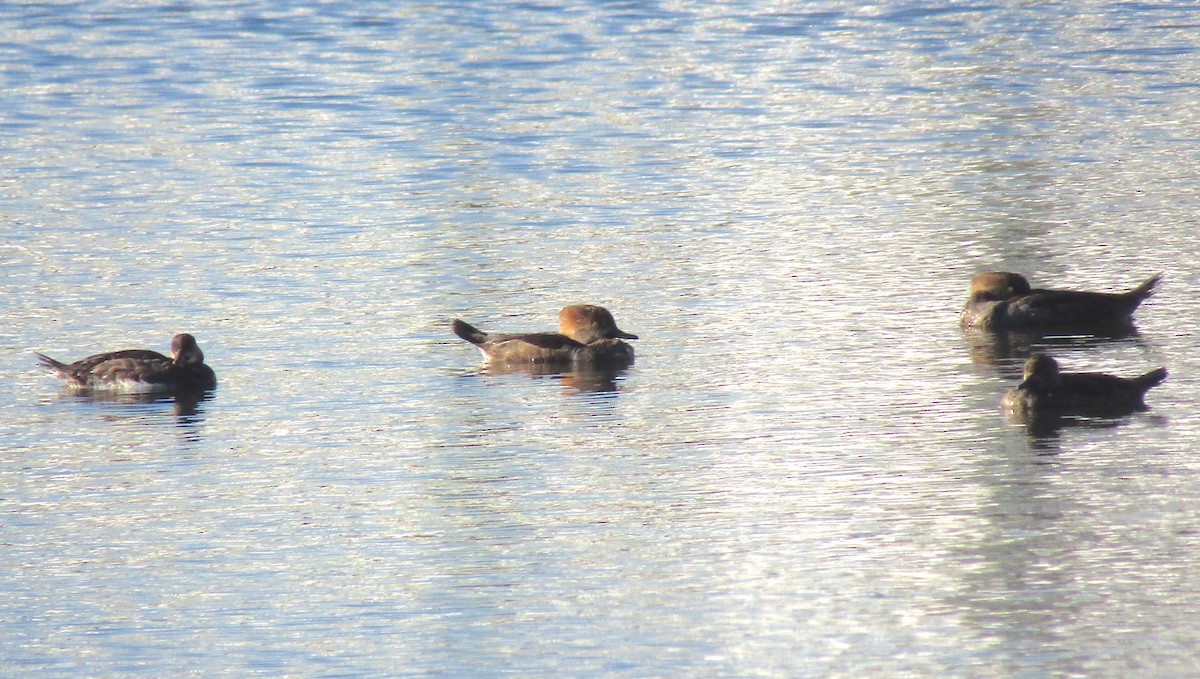 Hooded Merganser - ML215343841