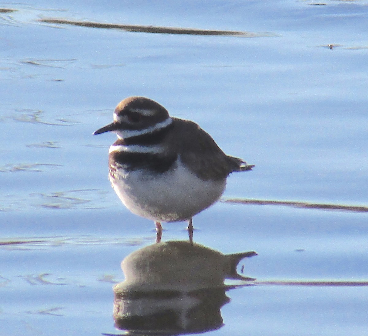 Killdeer - ML215343871