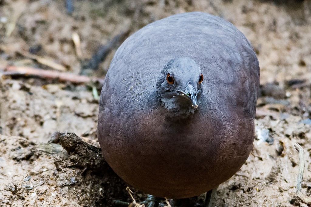 Brown Tinamou - LAERTE CARDIM