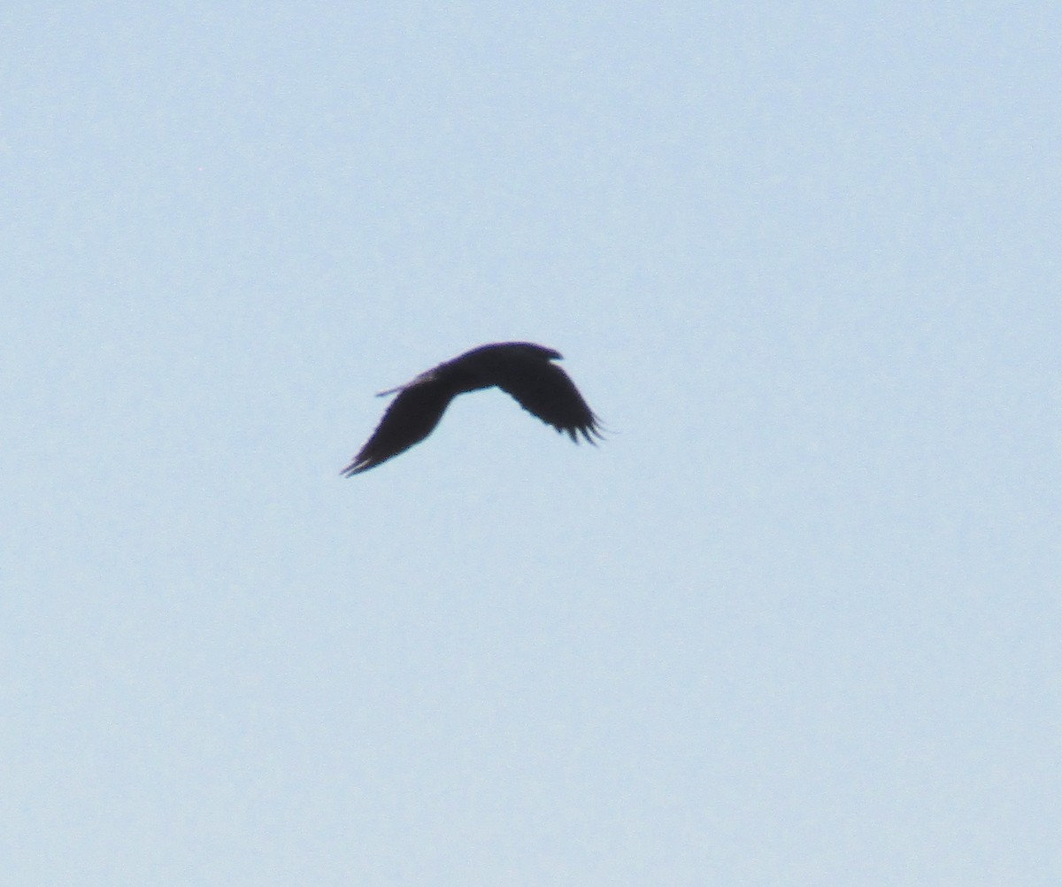 Common Raven - ML215344171