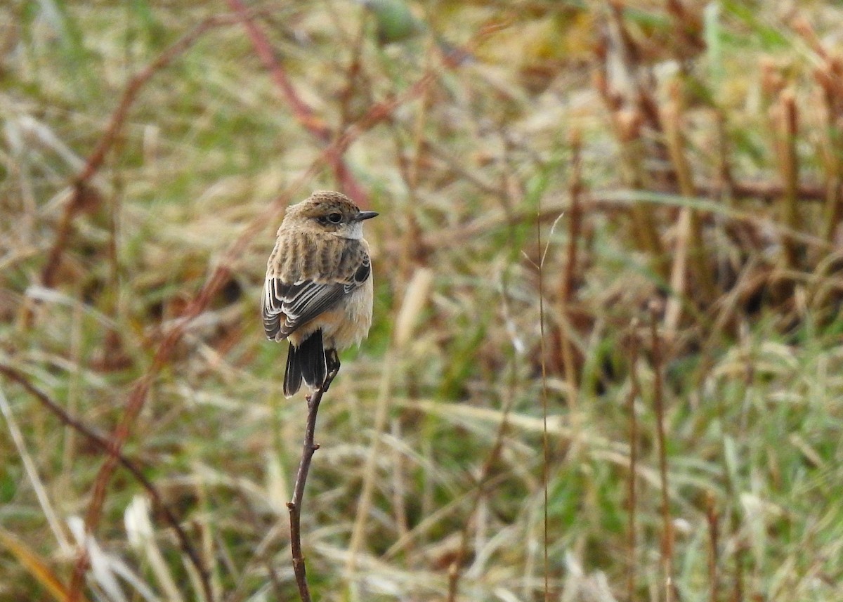 Siberian Stonechat (Siberian) - ML215345181