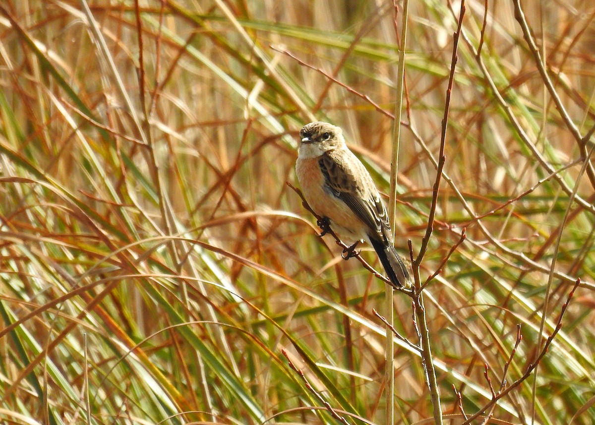 Siberian Stonechat (Siberian) - ML215345201