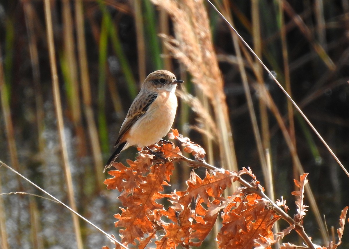 Siberian Stonechat (Siberian) - ML215345211