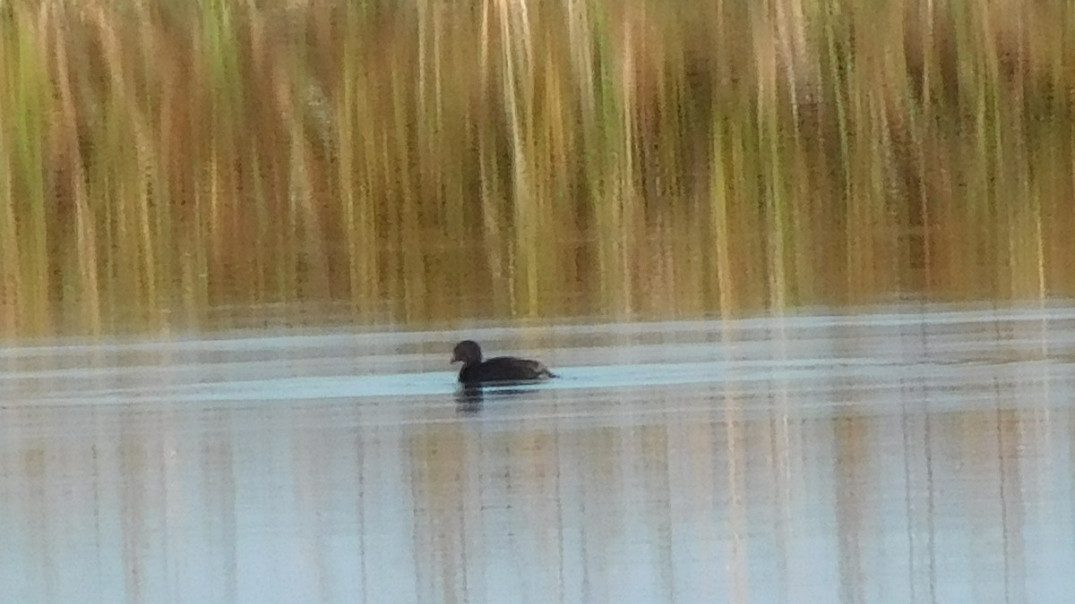 Pied-billed Grebe - ML215346331