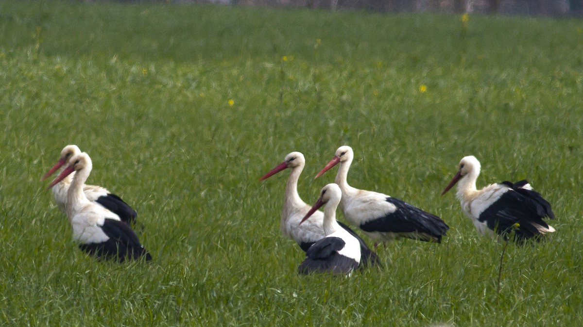 White Stork - ML215347931