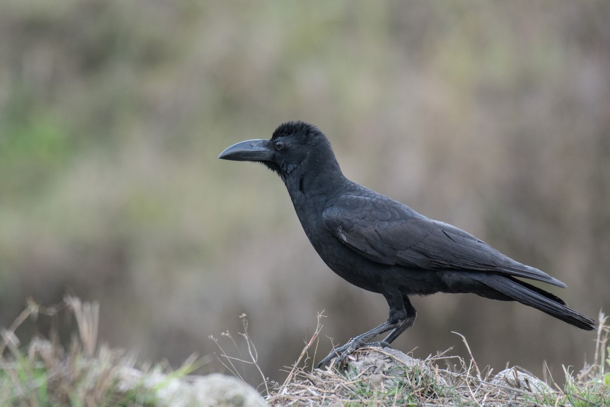 Large-billed Crow - ML215348371