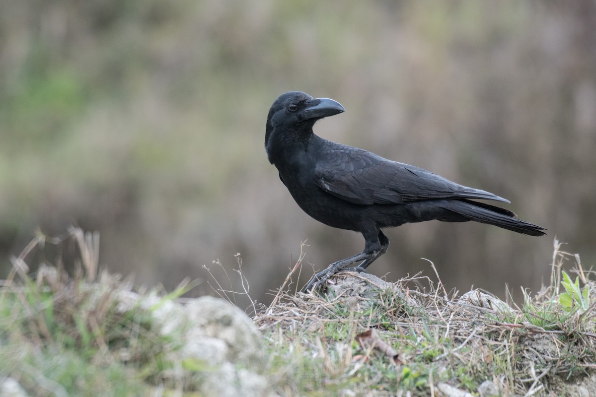 Large-billed Crow - ML215348401