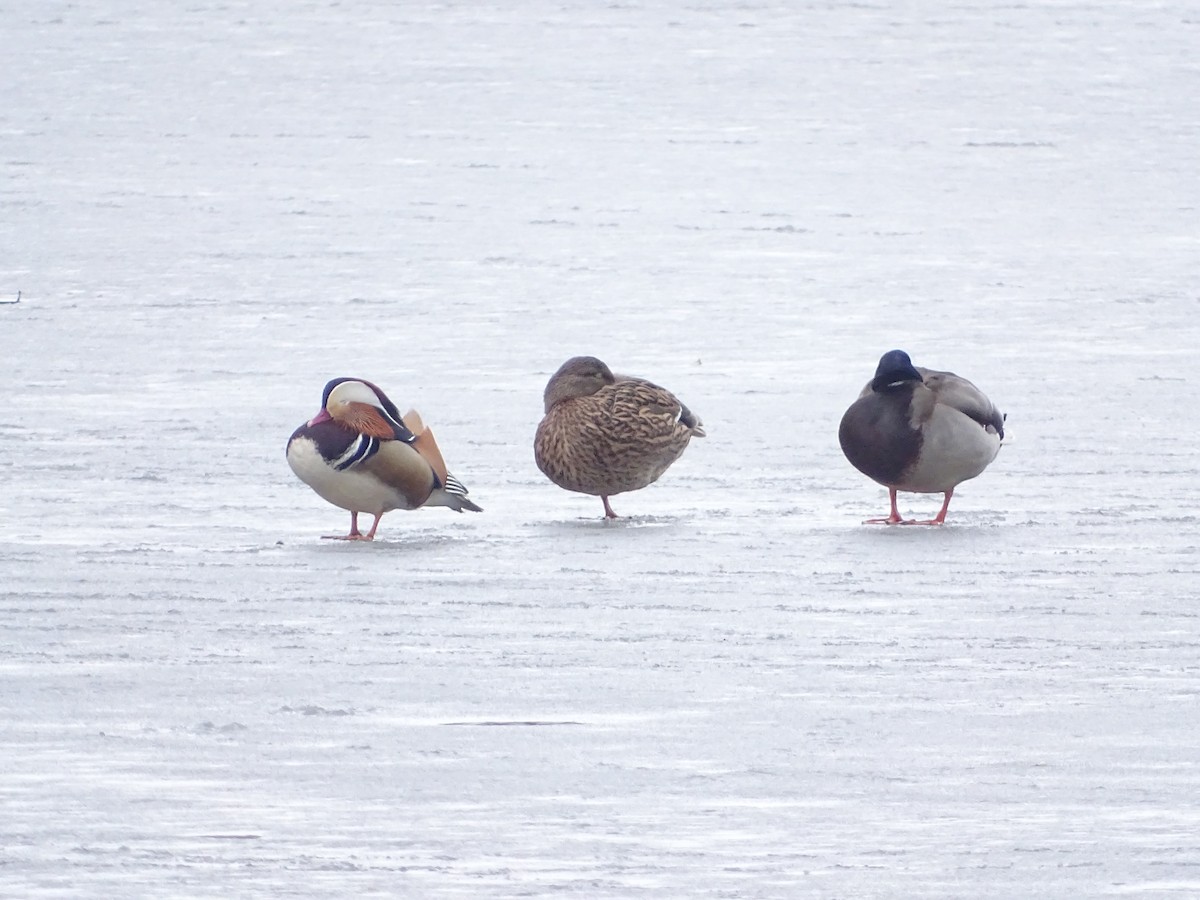 Mandarin Duck - ML215349491
