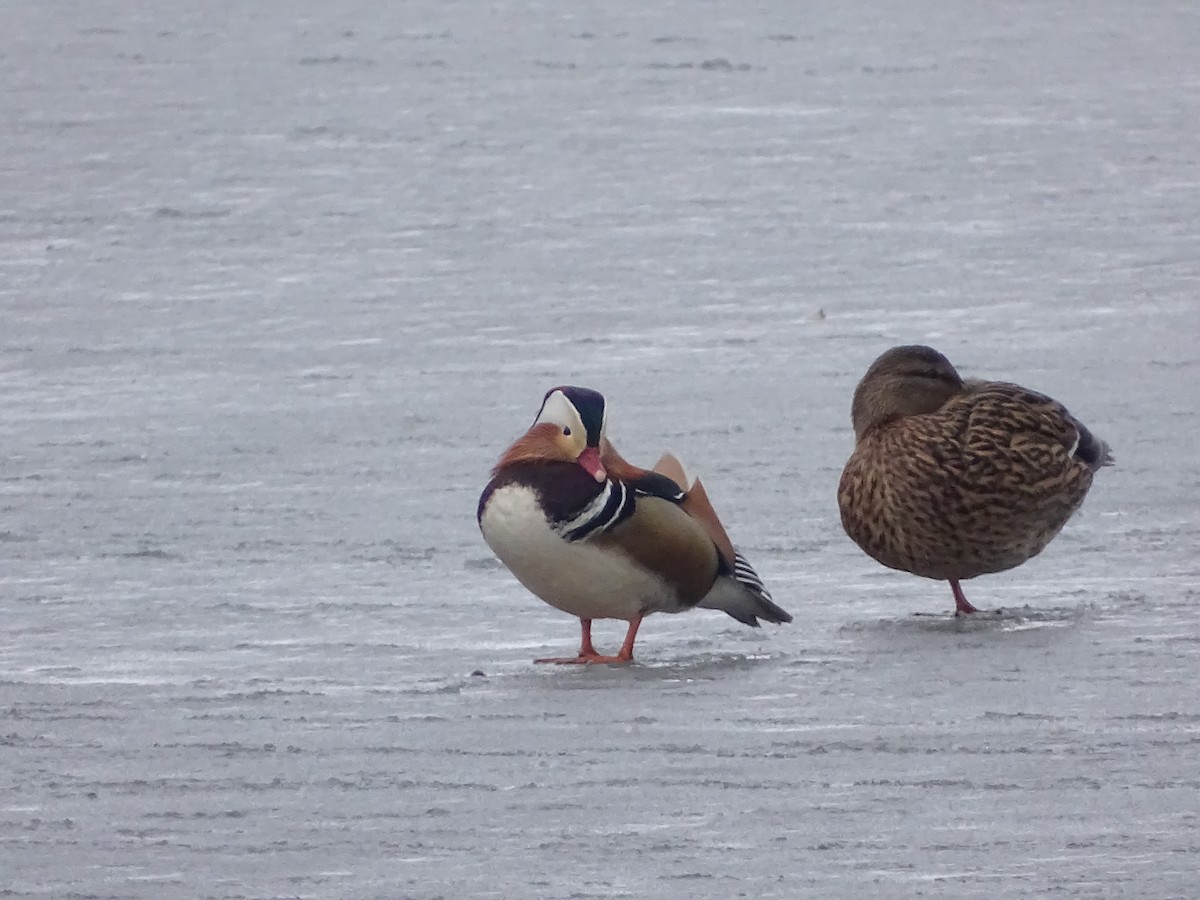 Mandarin Duck - ML215349501