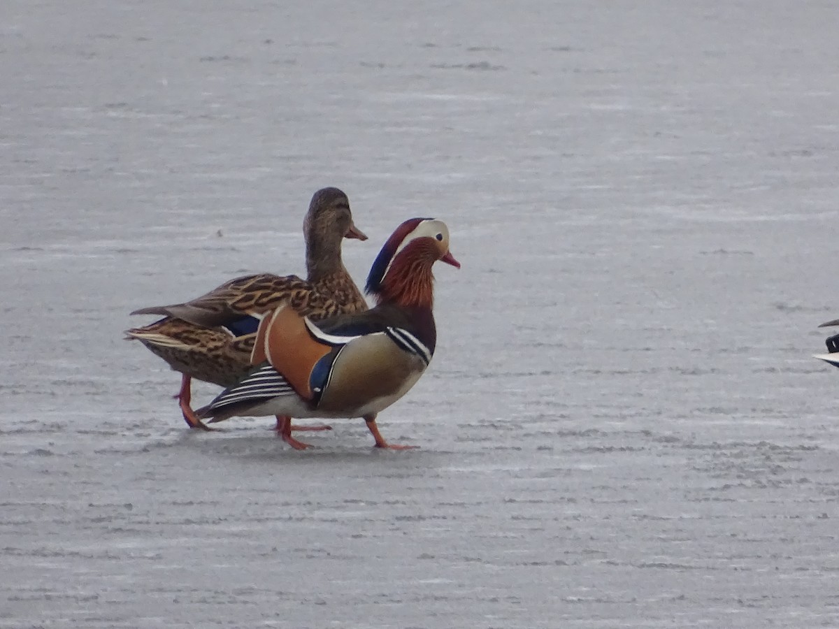 Mandarin Duck - ML215349551