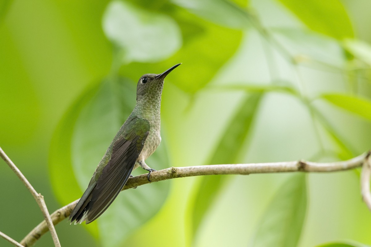 Scaly-breasted Hummingbird - ML215350311