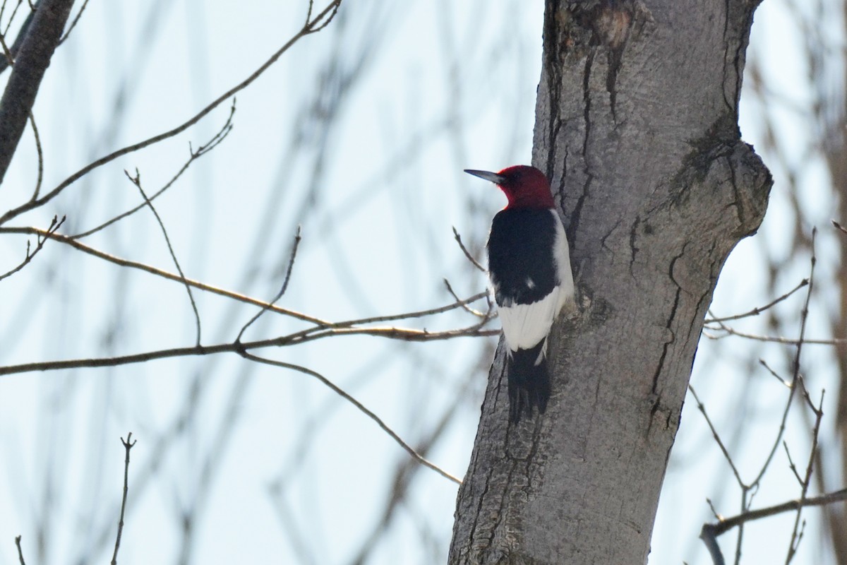 Red-headed Woodpecker - ML215351021