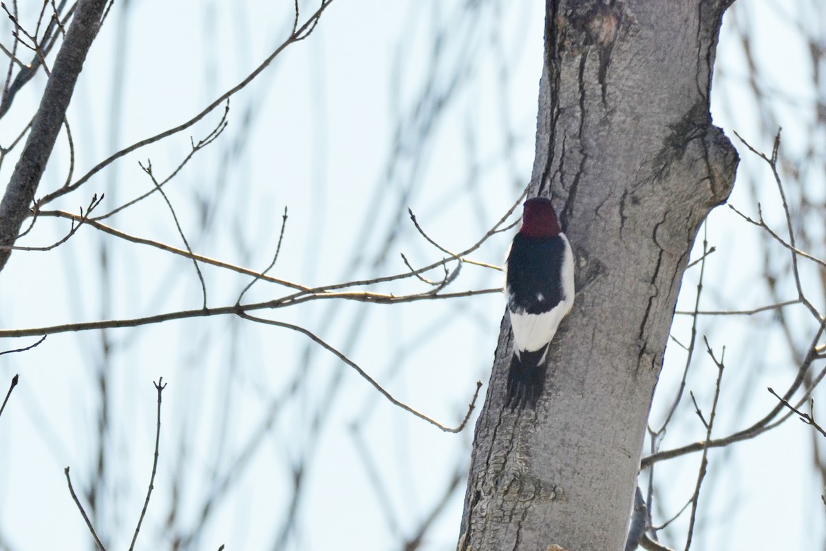 Red-headed Woodpecker - ML215351031