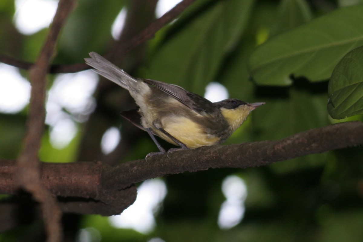 Dohrn's Thrush-Babbler - ML215352101