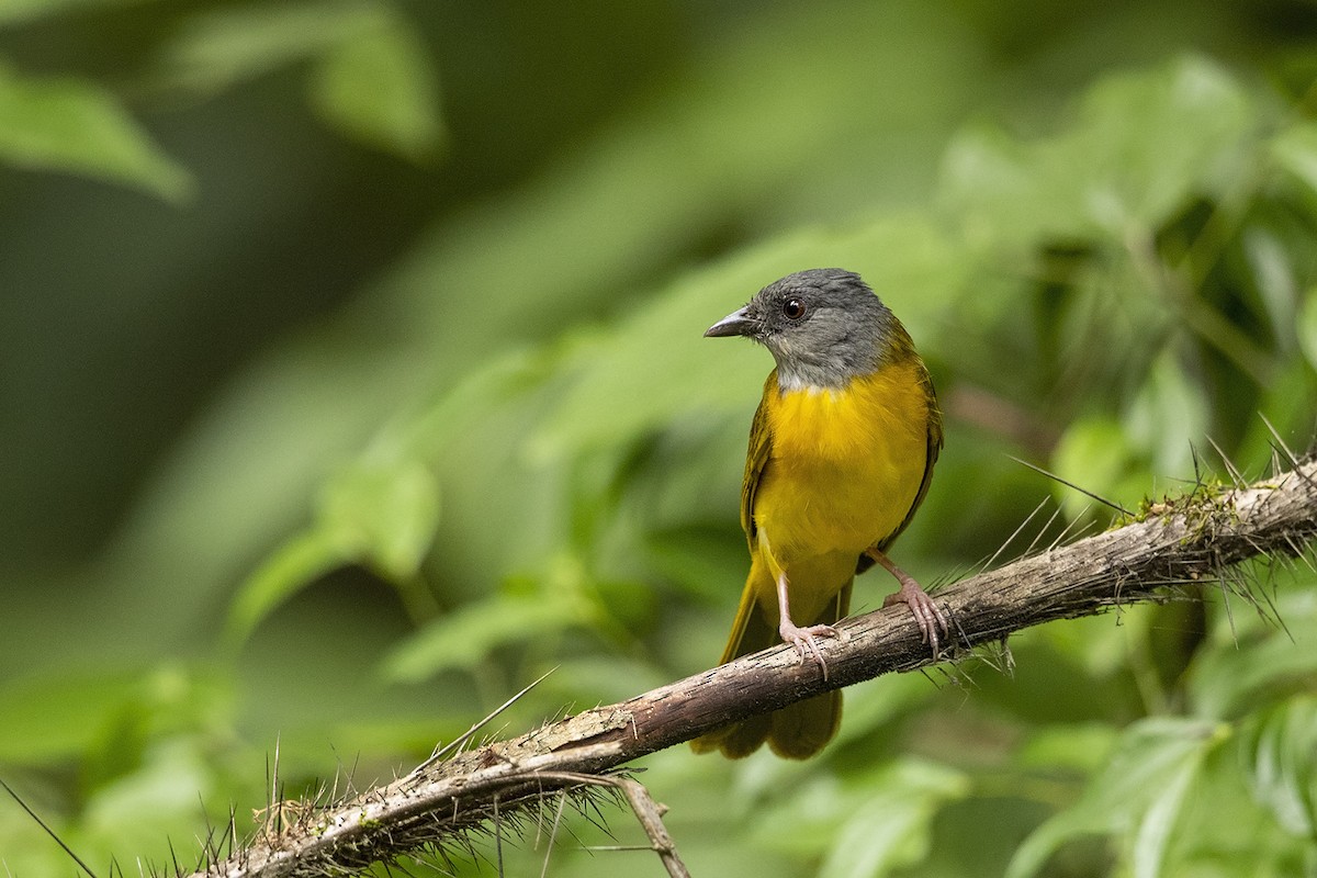 Gray-headed Tanager (Gray-crested) - Niall D Perrins