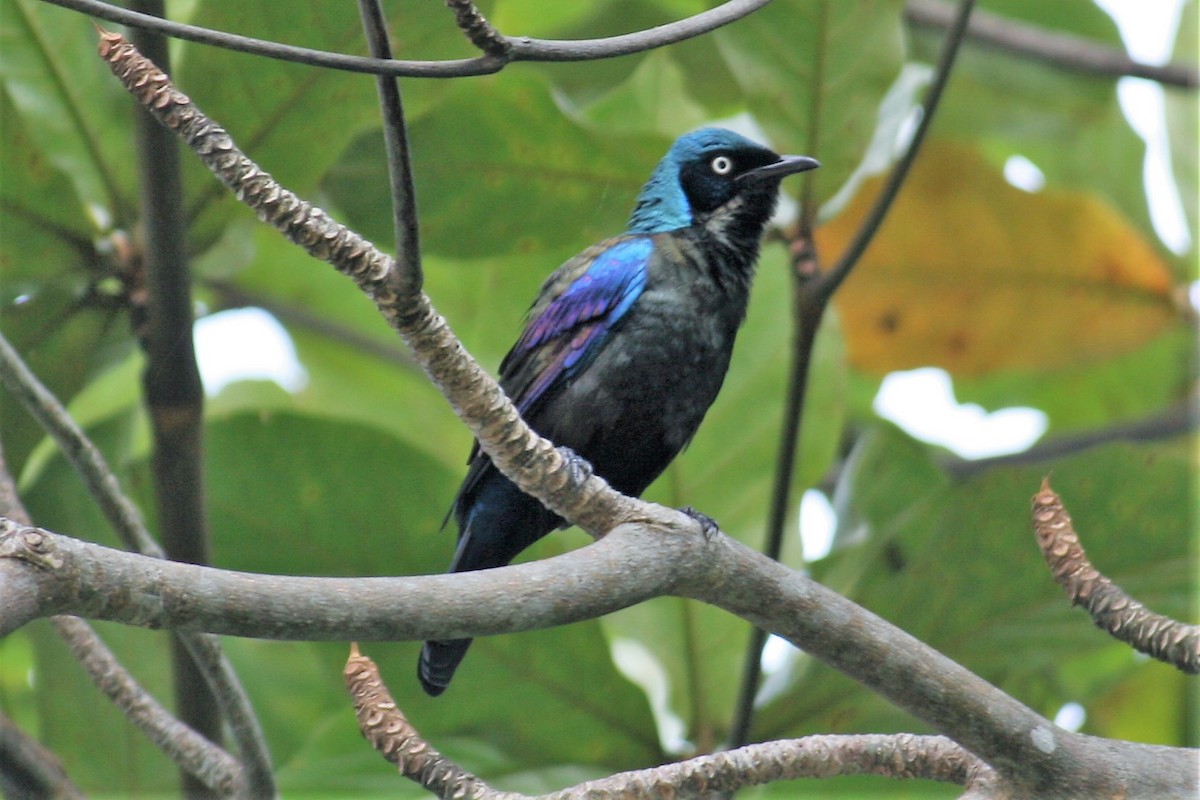 Principe Starling - Fabio Olmos