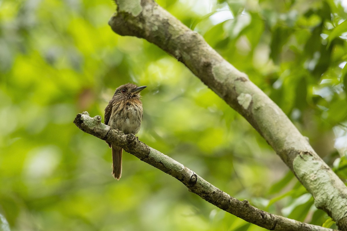 White-whiskered Puffbird - Niall D Perrins