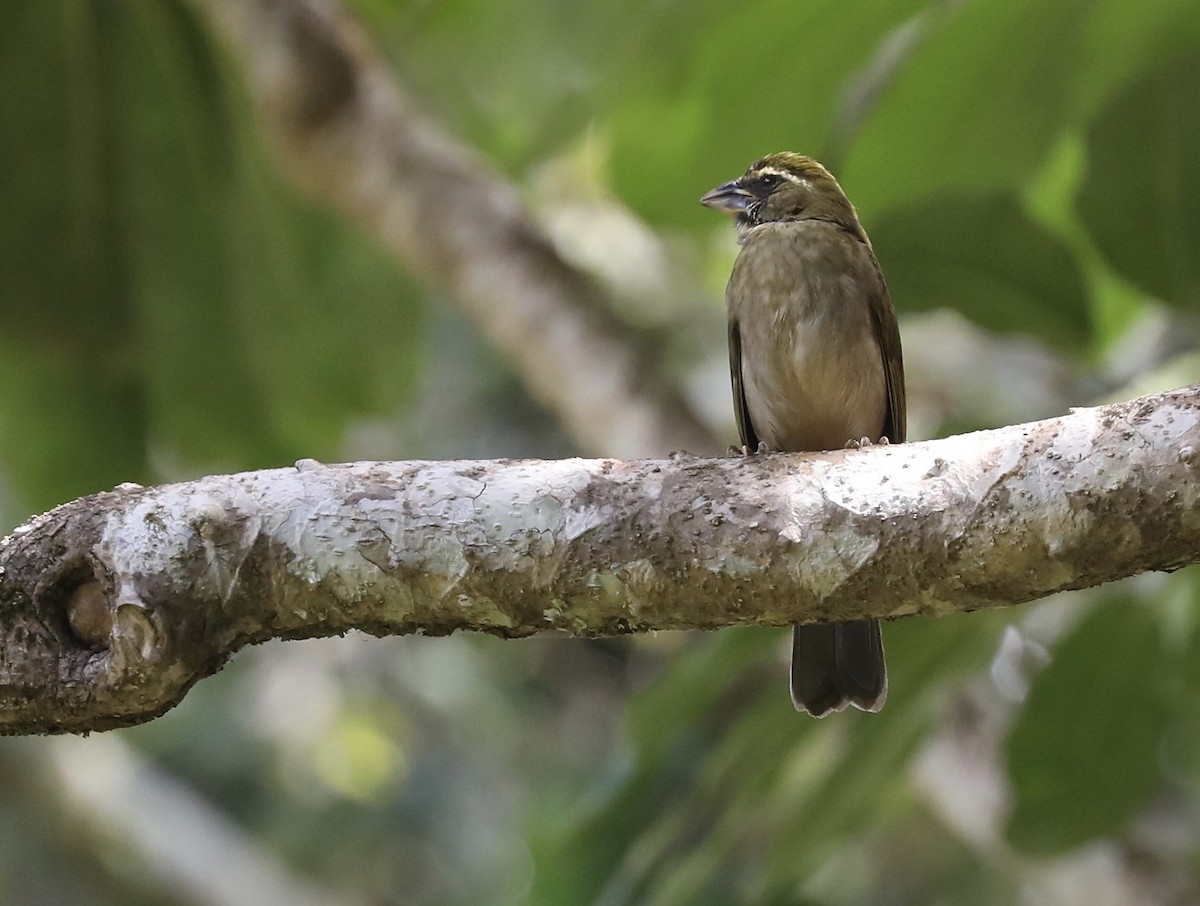 Lesser Antillean Saltator - David Ascanio